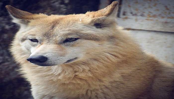 Tibetan Wolf watching its surroundings at G.B. Pant High Altitude Zoo