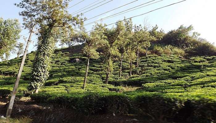 The lush green of Wayanad Hills