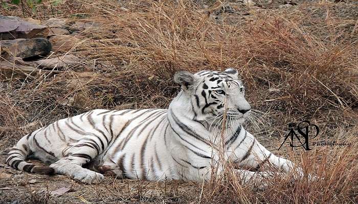 A white tiger in Van Vihar National Park in Bhopal