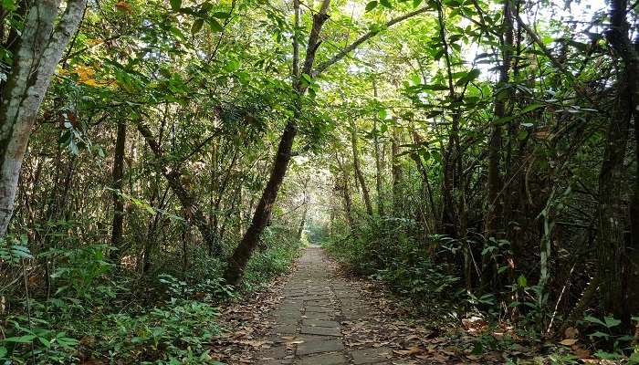 The dense flora at the bird sanctuary 