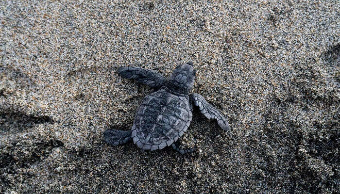 Visit the Loggerhead Turtle Nesting Site at Patara Beach