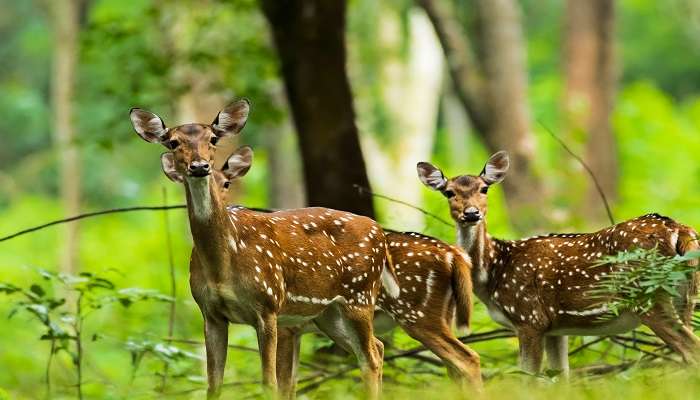 Wayanad Wildlife Sanctuary is one of the best places to experience the beauty of spotted deer.