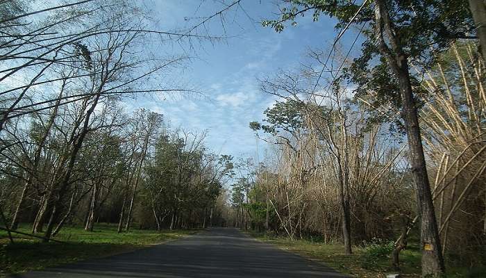 The scenic view of Wayanad Wildlife Sanctuary