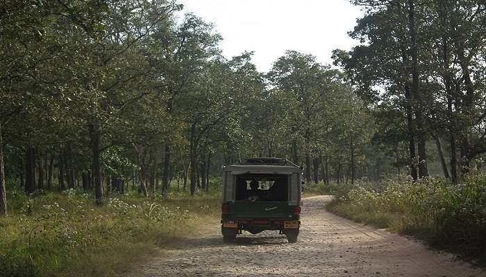 The lush green view of Wayanad Wildlife sanctuary