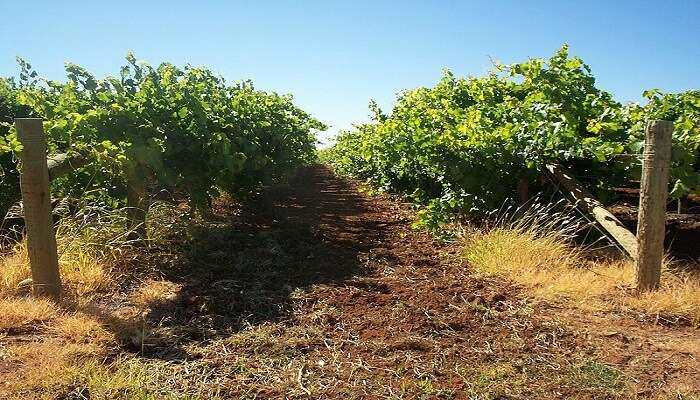 Mildura Vines