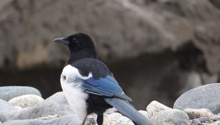 Wildlife A Eurasian Magpie.