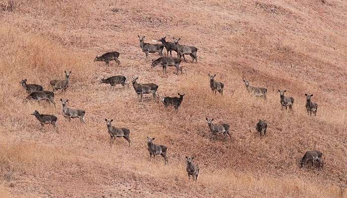 Wildlife Spotting at Nilnag Lake.