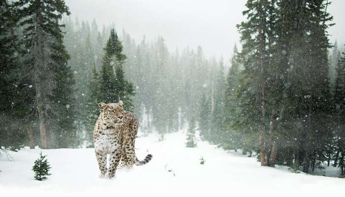 snow leopard spotted