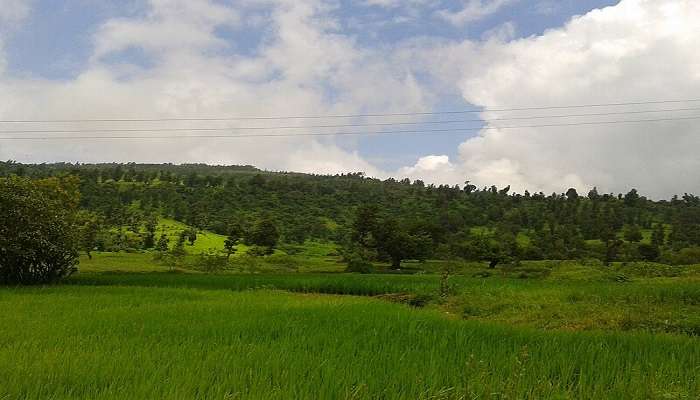 Greenery at the Wilson Hills present nearby Nargol Beach Gujarat