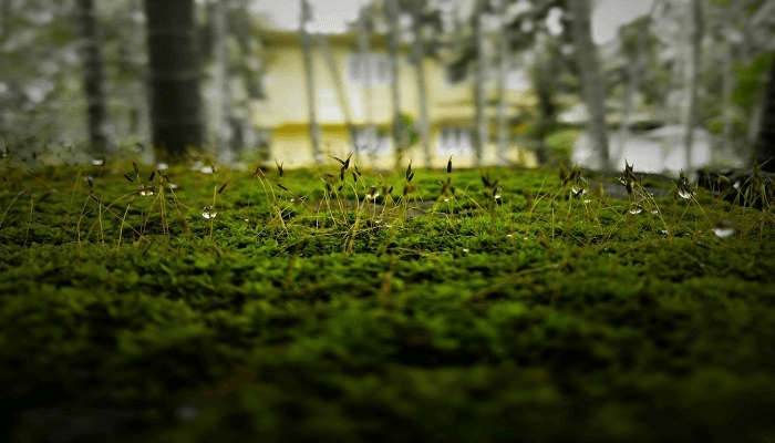 A view of forest during boating that you can enjoy while you are here. 