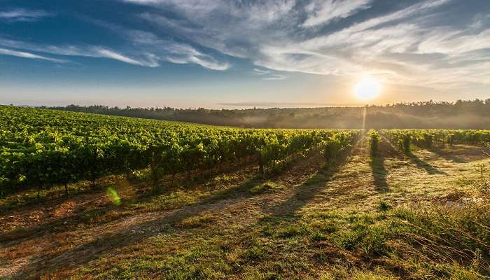 The luscious green eco-friendly surroundings of the Sula vineyards 