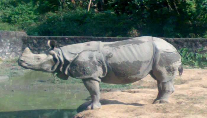 See animals at the Assam State Zoo cum Botanical Garden 