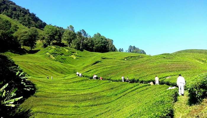 Know about the boh valley.