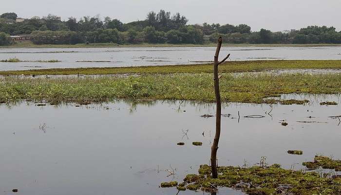 Know about Carambolim Lake.