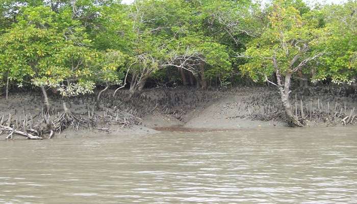 Know about the Sundarban national park.