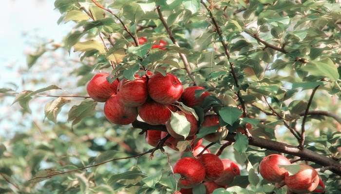 Try juicy fresh apples at the Apple Orchards. 