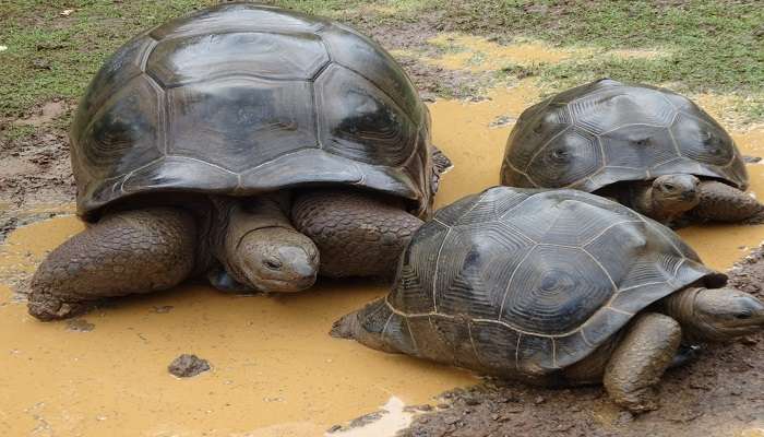 Variety of animal species at Assam State Zoo & Botanical Garden 