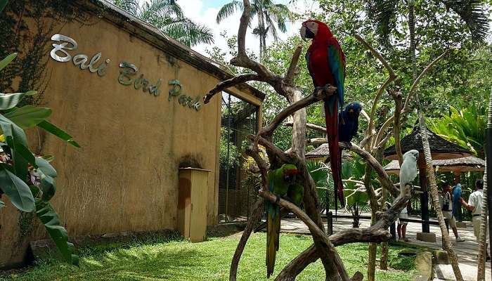 Entrance of Bali Bird Park at Lebih Beach