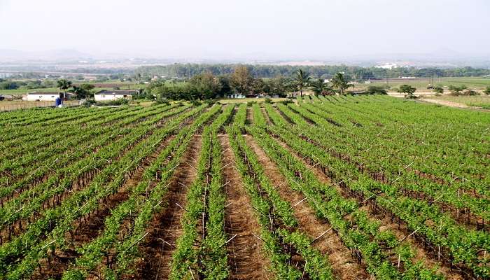 Sula vineyards also has great options for the food lovers