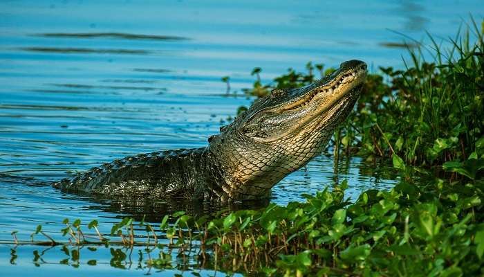 Sundarbans Bhagabatpur Crocodile Project has a vast population of these monster reptiles. 