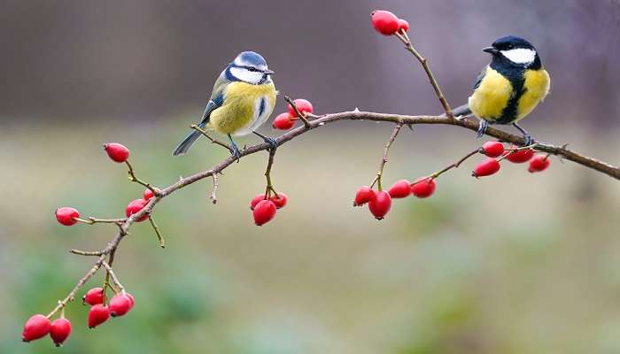 enjoy the birdwatching at serenity beach. 