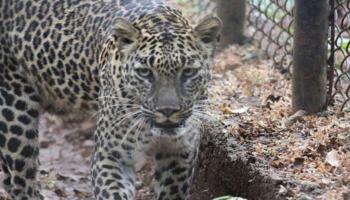 Spice garden of Bondla Wildlife Sanctuary