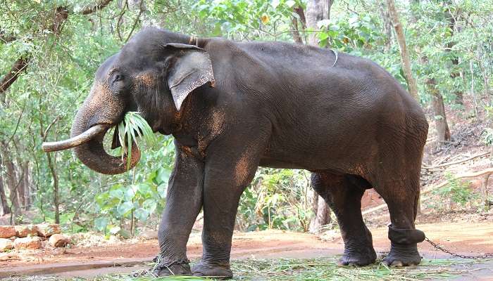 Bondla Wildlife Sanctuary, with a mini zoo, deer safari, and rich flora.