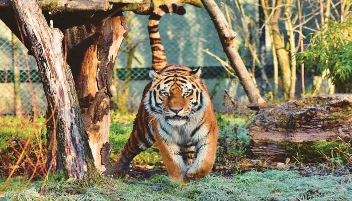 Tiger at the Dehradun zoo. 