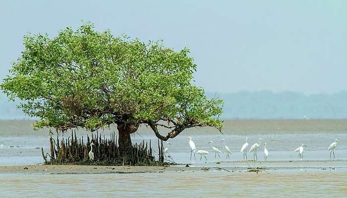 A flock of Egrets feeding on the Mudflats, a wildlife haven near Kakinada