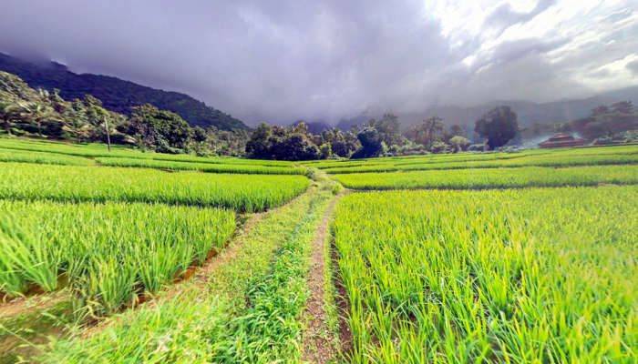 Dense forest of Cotigao Wildlife Sanctuary