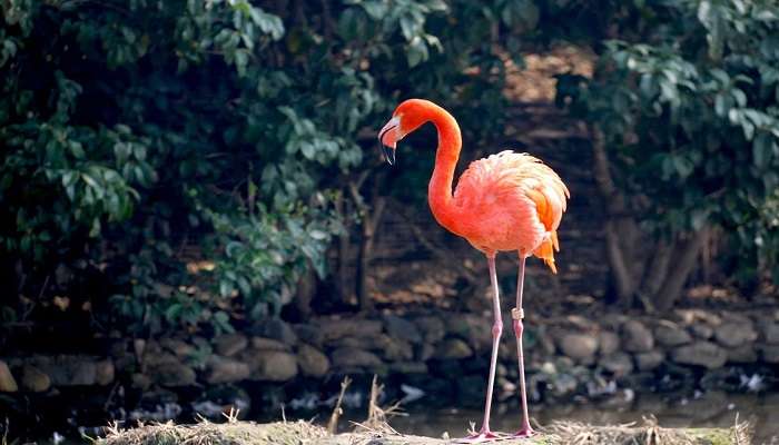 Orange flamingo.