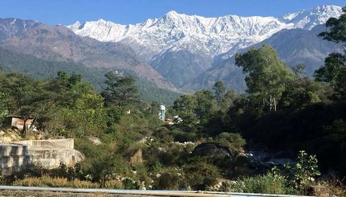 A glimpse of the diversified wildlife inhabiting the Dhauladhar Ranges. 