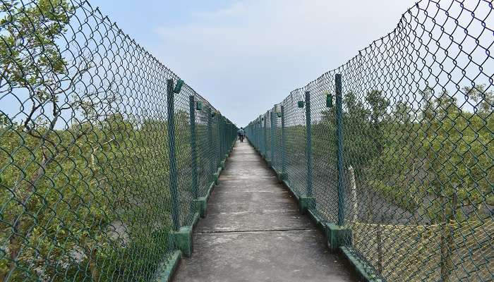  Wildlife viewing from Sudhanyakhali Watch Tower. 