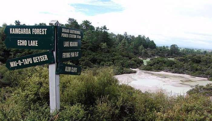 The impressive Te Puia Geyser in New Zealand, erupting with force, located near Waiotapu Thermal Wonderland.