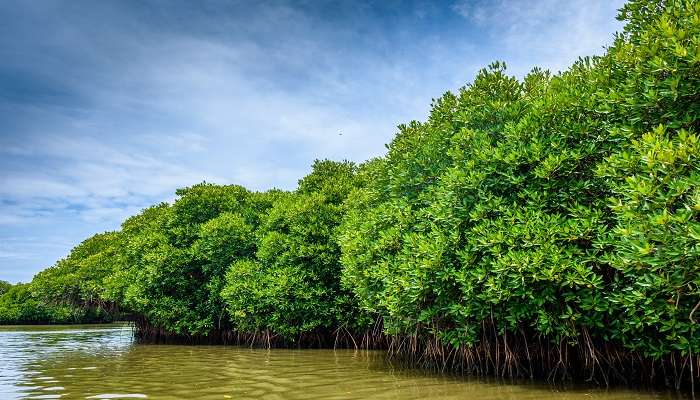 exploring the Mangrove Forest near baratang island