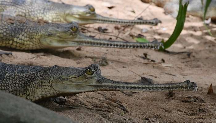 visit the Crock Bank in Tamil Nadu 