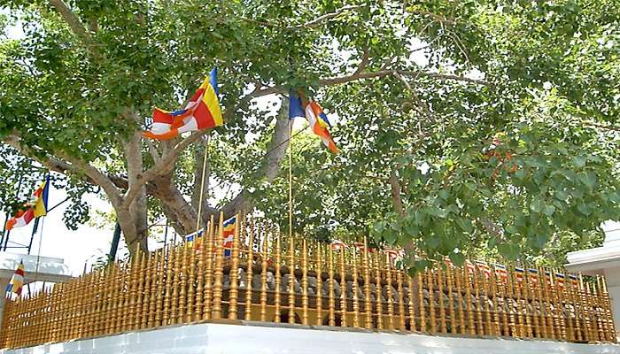 The beautiful Sri Maha Bodhi near Lovamahapaya