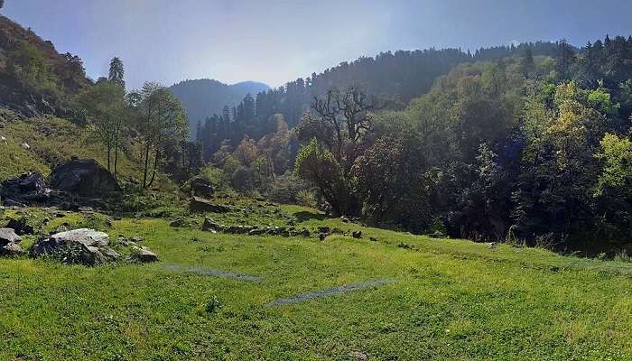 Lush green forest trails of Great Himalayan National Park with diverse flora near the Tirthan Valley Himachal Pradesh.