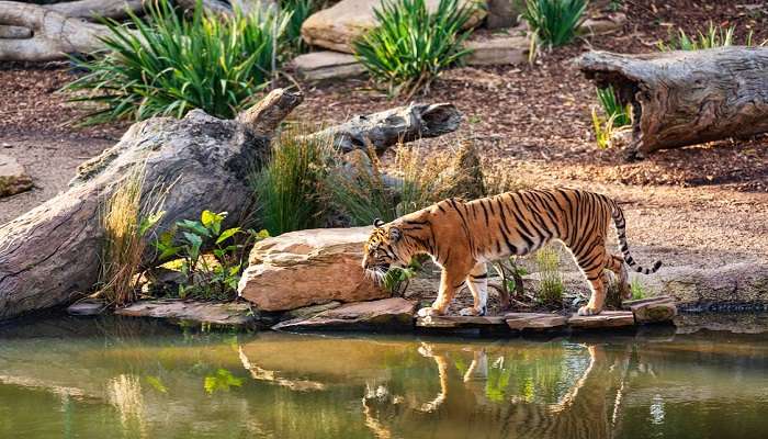 Tiger having water.