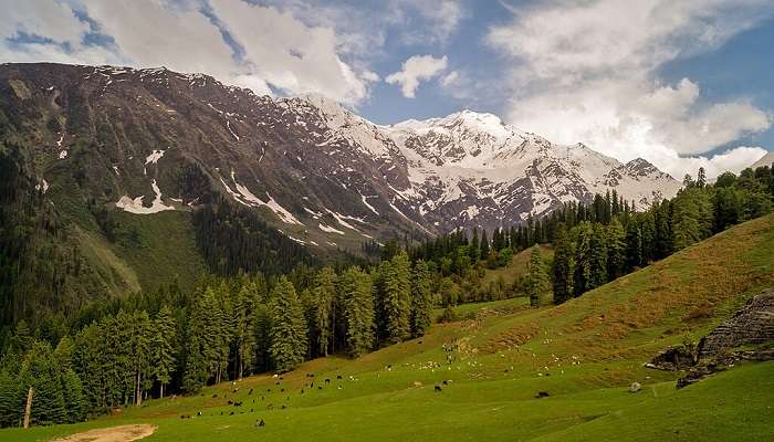 Lush greenery inside Himalayan National Park