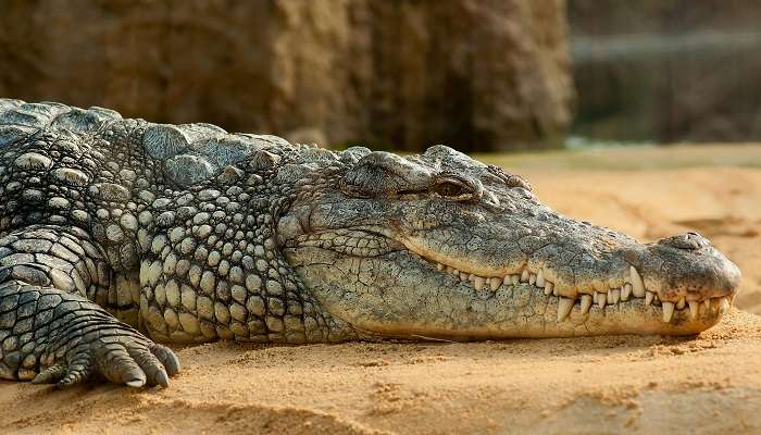  explore the crocodile park in Chennai 