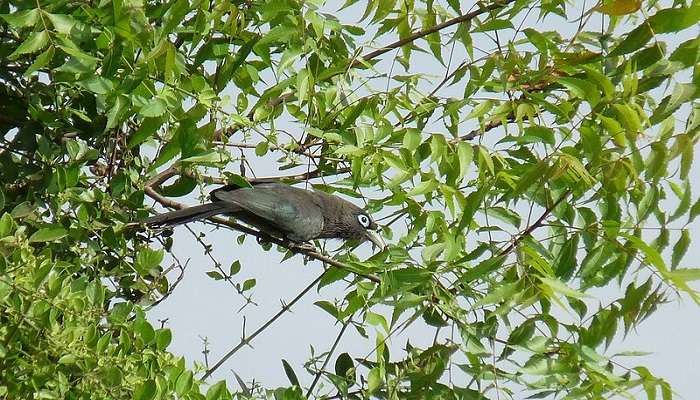 Blue-faced Malkoha.