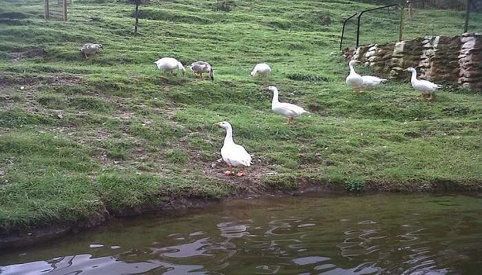 Ducks near a lake in the forest