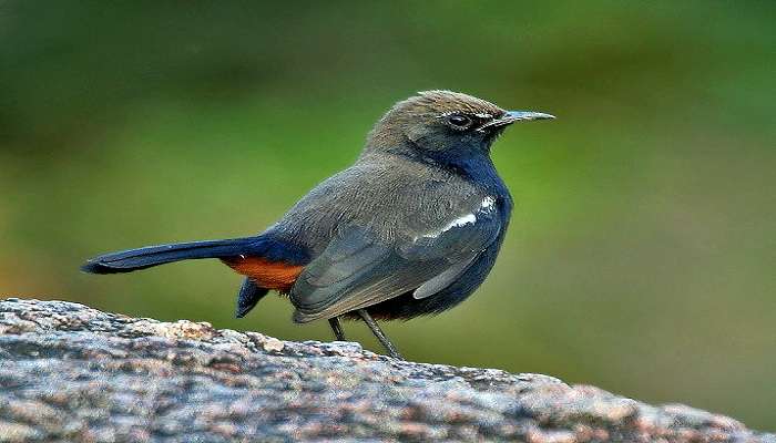 Indian Robin at Kawal Wildlife Sanctuary