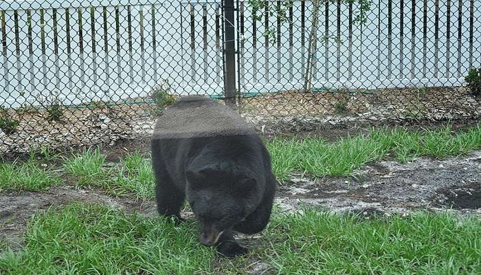 Bear at Naples Zoo.