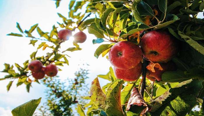 Kharapathar is renowned for its expansive apple orchards