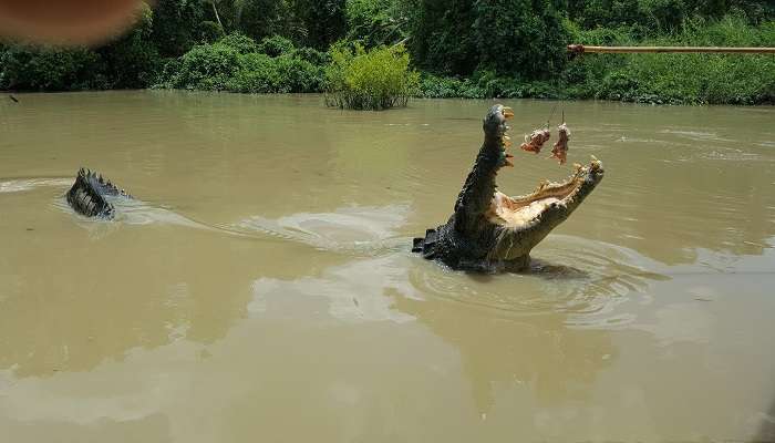 L’incroyable aventure du crocodile