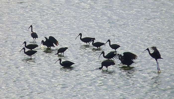 Glossy ibis in Singanallur.