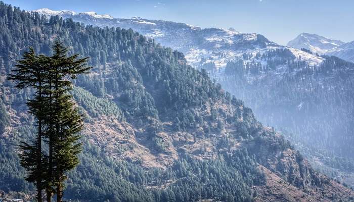 A view of Manali Wildlife Sanctuary near Solang Valley.