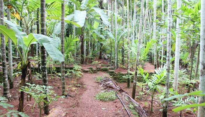 The Savoi Plantation provides visitors with a rich and varied ecosystem 